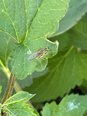 Scathophaga stercoraria