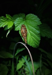 Haemadipsa zeylanica