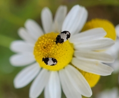 Anthrenus sophonisba