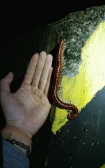 Harpagophoridae