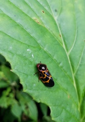 Leptataspis rotundata
