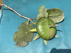 Sonneratia caseolaris