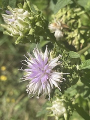 Baccharoides adoensis