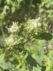 Baccharoides adoensis