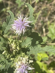 Baccharoides adoensis