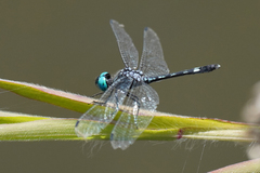 Micrathyria caerulistyla