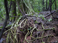 Ficus amplissima
