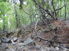 Ficus amplissima