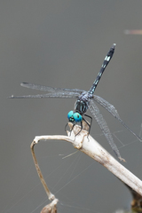 Micrathyria caerulistyla