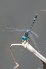 Blue-tipped Dasher - Photo (c) Cameron Eckert, some rights reserved (CC BY-NC), uploaded by Cameron Eckert