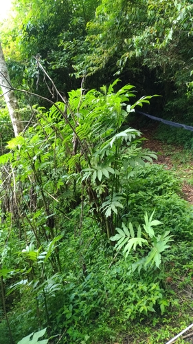 Sambucus javanica (Sambucus javanica)