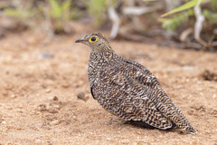 Pterocles bicinctus multicolor