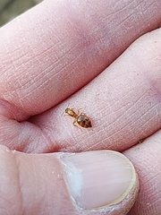 Crematogaster osakensis