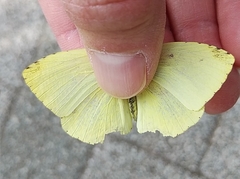 Eurema mandarina