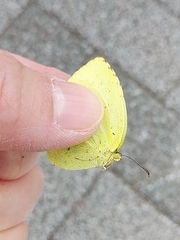 Eurema mandarina