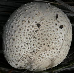 Amanita ochrophylloides