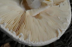 Amanita ochrophylloides