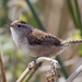 Marsh Wrens and Allies - Photo (c) Bill Bouton, some rights reserved (CC BY-NC)