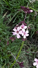 Gypsophila sambukii