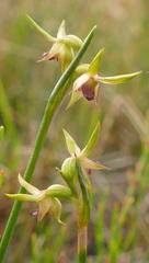 Genoplesium ciliatum