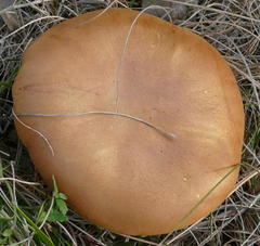 Phylloporus clelandii