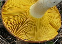 Phylloporus clelandii