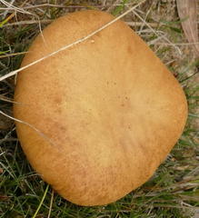 Phylloporus clelandii