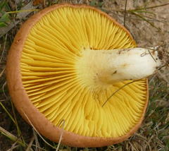 Phylloporus clelandii