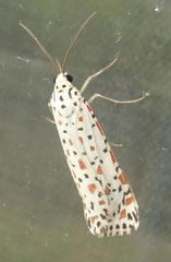 Utetheisa lotrix