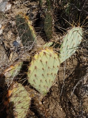 Opuntia chlorotica