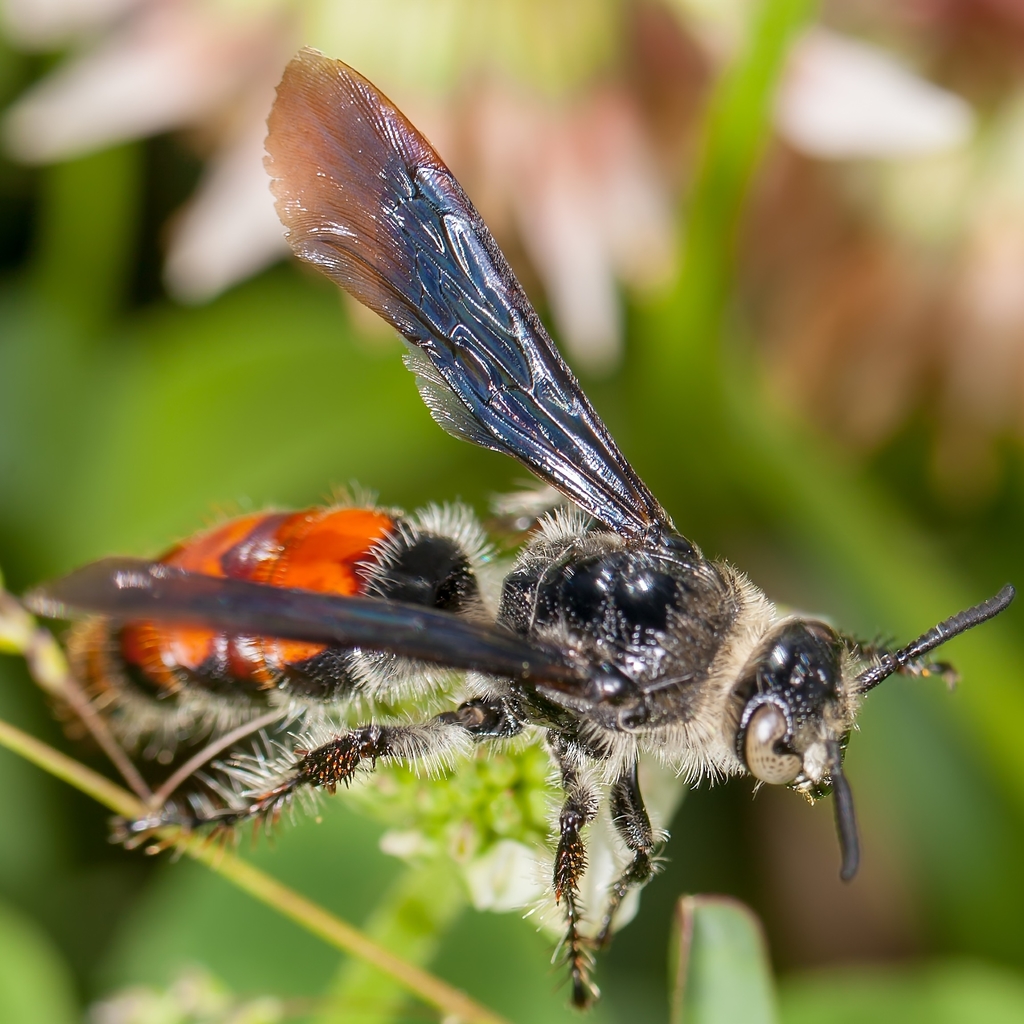 Caribbean scoliid wasp