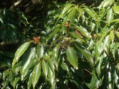 Quercus salicina