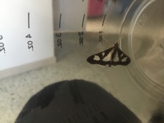 Glyphodes bivitralis