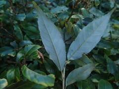Quercus salicina