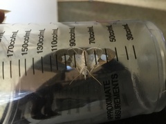 Glyphodes bivitralis