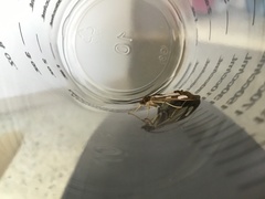 Glyphodes bivitralis