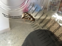 Glyphodes bivitralis