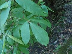 Acer maximowiczianum