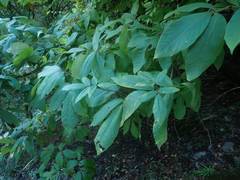 Acer maximowiczianum