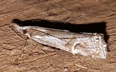 Hednota longipalpella