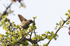Calamonastes stierlingi