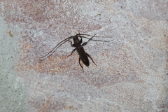 Geropa concolor