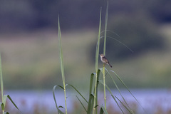 Cisticola galactotes galactotes