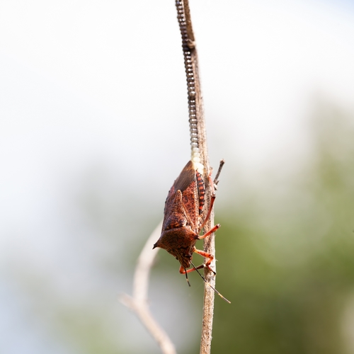 Giant Strong-nosed Stink Bug photo 2