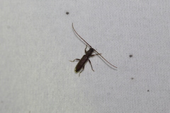 Geropa concolor