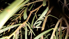 Zopheromantis loripes