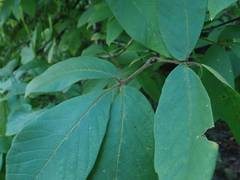 Acer maximowiczianum