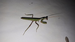 Zopheromantis loripes