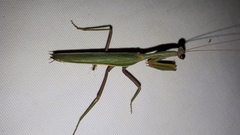 Zopheromantis loripes