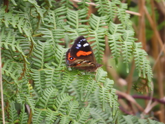 Vanessa gonerilla ida